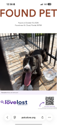Found/Stray Male Dog last seen Progress ln, St. Cloud, FL 34769
