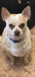 Reunited Male Cat last seen Bethsaida rd, Fairburn, GA 30213