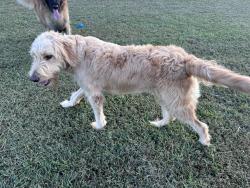 Reunited Male Dog last seen Fork shoals rd / E Sloan rd, Piedmont, SC 29673