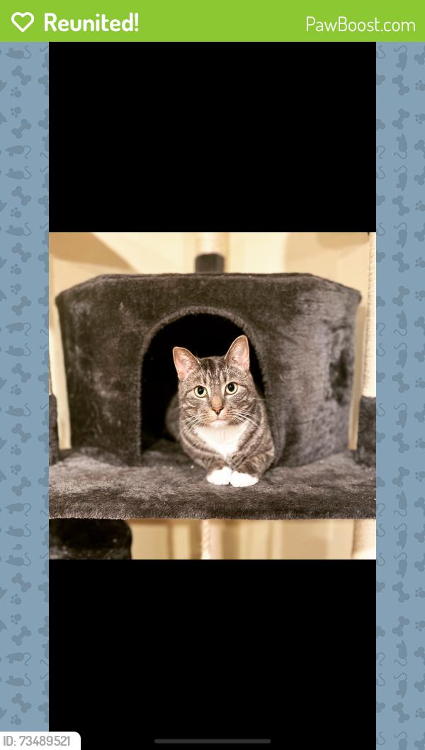 Reunited Male Cat last seen Kirkwood Lake, Lindenwold Station, White Horse Road, Voorhees Township, NJ 08043