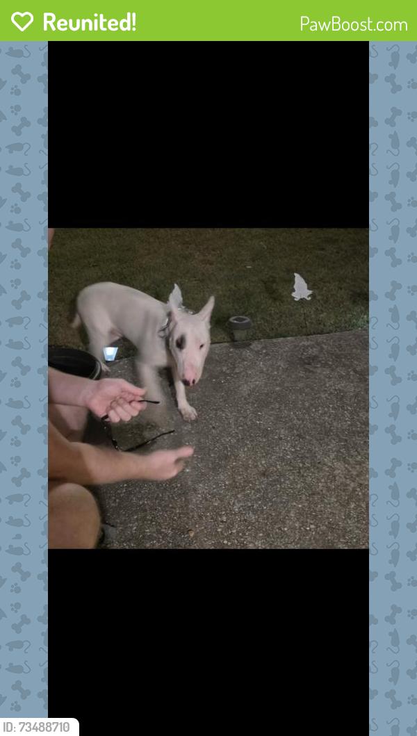 Reunited Male Dog last seen Bluewater Drive, Nashville, TN 37217