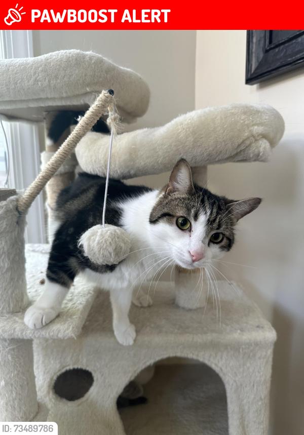 Lost Male Cat last seen Lewisville and N Deer Run, New London Township, PA 19352