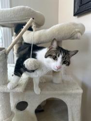Lost Male Cat last seen Lewisville and N Deer Run, New London Township, PA 19352