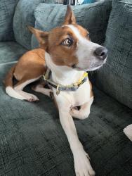 Found/Stray Female Dog last seen Gwen Cherry Park, Miami, FL 33147
