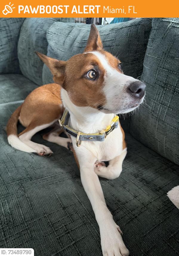 Found/Stray Female Dog last seen Gwen Cherry Park, Miami, FL 33147