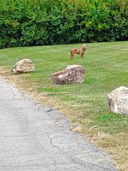 Found/Stray Female Dog last seen Lawrence Landing apmts, close to the dog park, Indianapolis, IN 46226