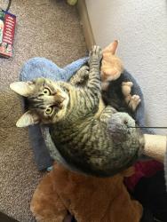 Lost Male Cat last seen Northwest Crossing Elementary, San Antonio, TX 78250
