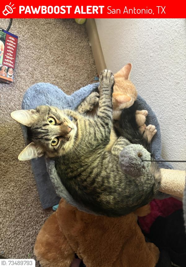 Lost Male Cat last seen Northwest Crossing Elementary, San Antonio, TX 78250