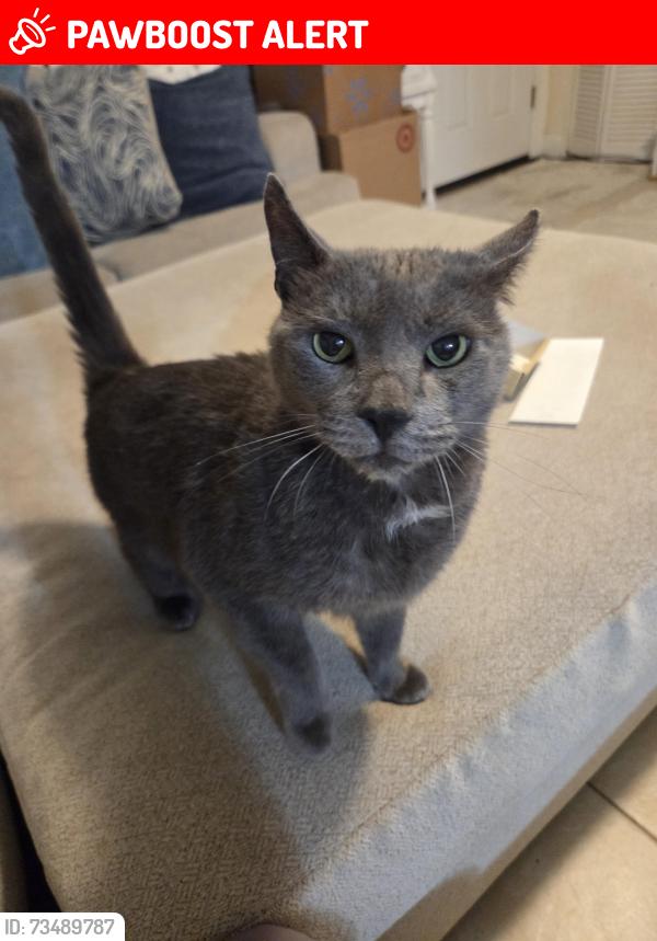Lost Male Cat last seen Flock Ave, North Weeki Wachee, FL 34613