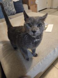 Lost Male Cat last seen Flock Ave, North Weeki Wachee, FL 34613
