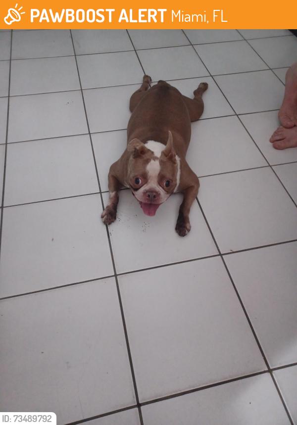 Found/Stray Male Dog last seen Near SW 66th Ave, Miami, FL 33144