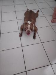 Found/Stray Male Dog last seen Near SW 66th Ave, Miami, FL 33144