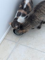 Reunited Female Cat last seen 9th Street and C Street Casa Marina cndmniums, Oxnard, CA 93030