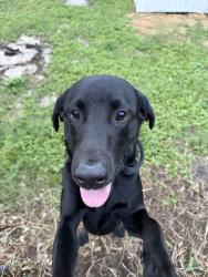 Found/Stray Male Dog last seen Near Siebert. In blue Marlin ct cul de sac, Destin, FL 32541