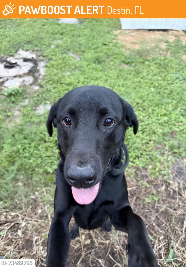 Found/Stray Male Dog last seen Near Siebert. In blue Marlin ct cul de sac, Destin, FL 32541
