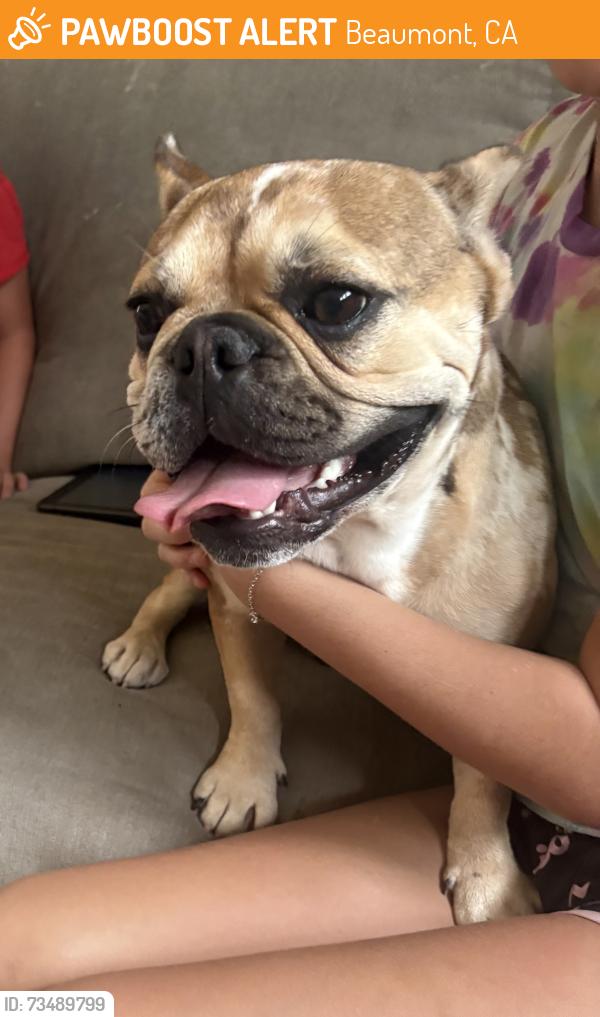 Found/Stray Unknown Dog last seen Starlight and poppy, Beaumont, CA 92223