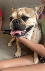 Found/Stray Unknown Dog last seen Starlight and poppy, Beaumont, CA 92223