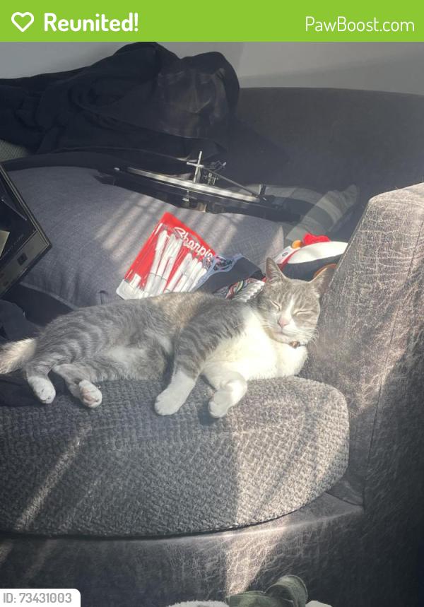 Reunited Male Cat last seen He ran into the field next to the Buc-ee’s, Strafford, MO 65757