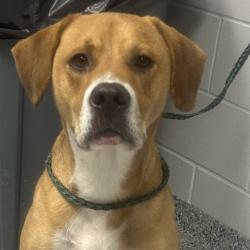 Shelter Stray Male Dog last seen , 328 Furman Hall Rd, Greenville, SC 29609, USA
