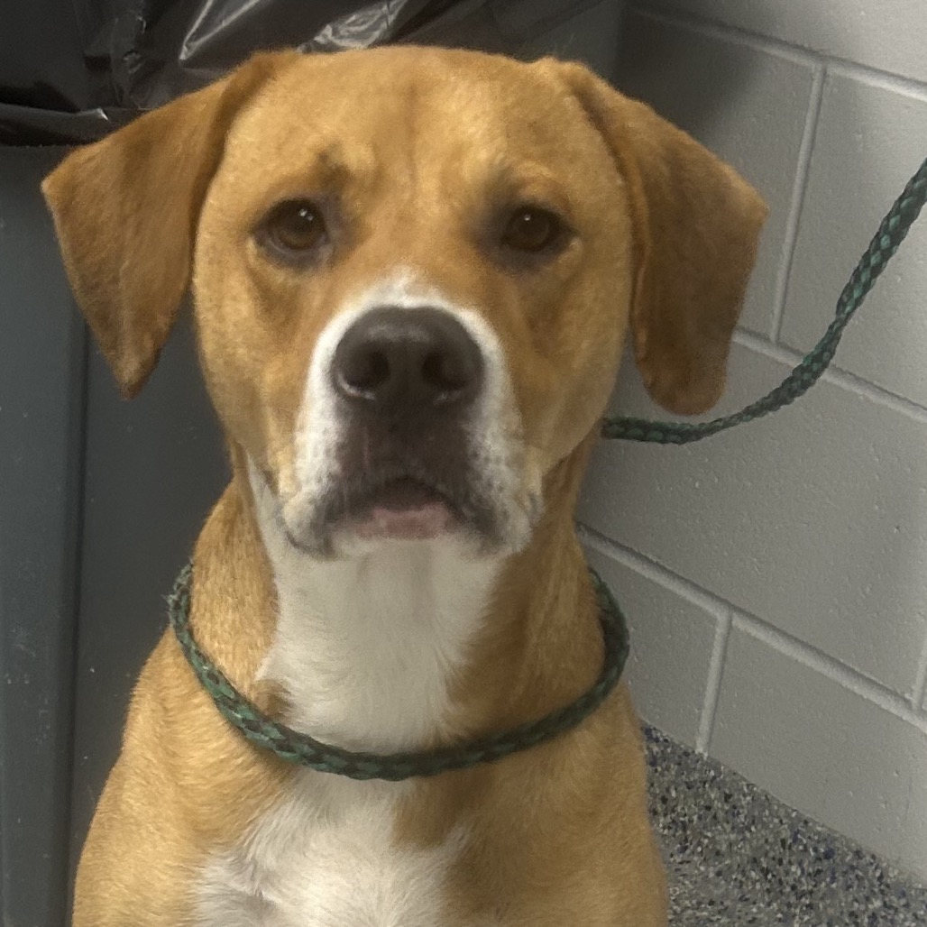 Shelter Stray Male Dog last seen , 328 Furman Hall Rd, Greenville, SC 29609, USA