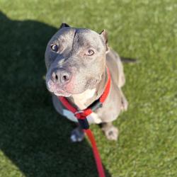 Shelter Stray Male Dog last seen , Animal Care & Control Team of Philly, 111 W Hunting Park Ave, Philadelphia, PA 19140, USA