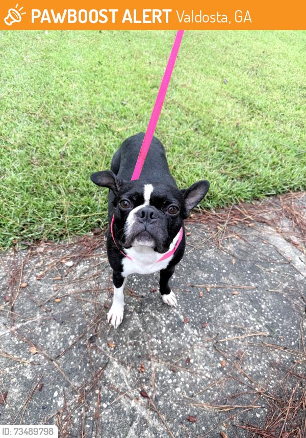 Found/Stray Unknown Dog last seen Jerry jones, Valdosta, GA 31602