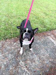 Found/Stray Unknown Dog last seen Jerry jones, Valdosta, GA 31602