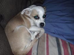 Reunited Female Dog last seen Edna and Lindell, Spring Valley, NV 89146