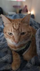 Lost Male Cat last seen Near Lewellen St, Marshall, WI 53559
