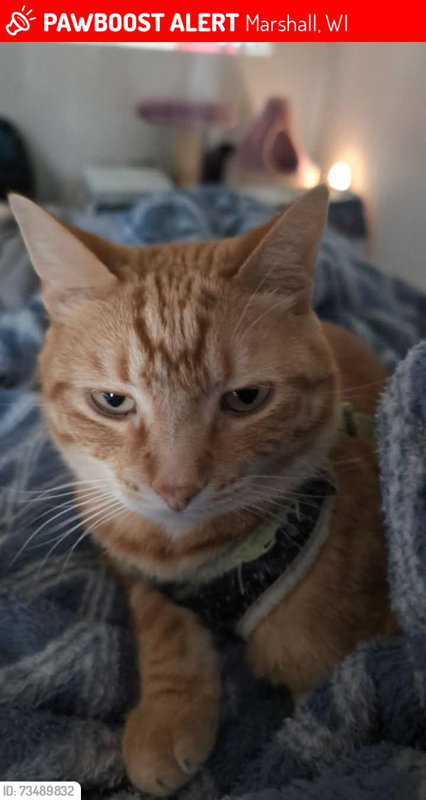 Lost Male Cat last seen Near Lewellen St, Marshall, WI 53559