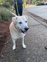 Reunited Male Dog last seen Tolt Pipeline Trail High Woodlands, Bothell, WA 98011
