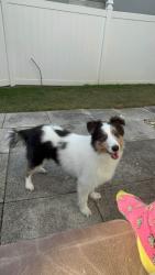 Lost Male Dog last seen Plymouth Sorrento Rd, Apopka, FL 32712