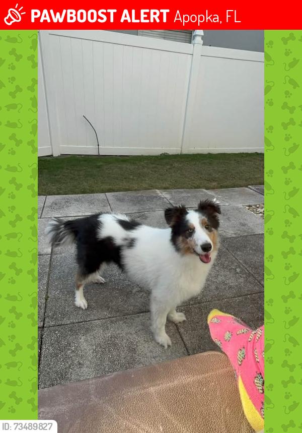 Lost Male Dog last seen Plymouth Sorrento Rd, Apopka, FL 32712