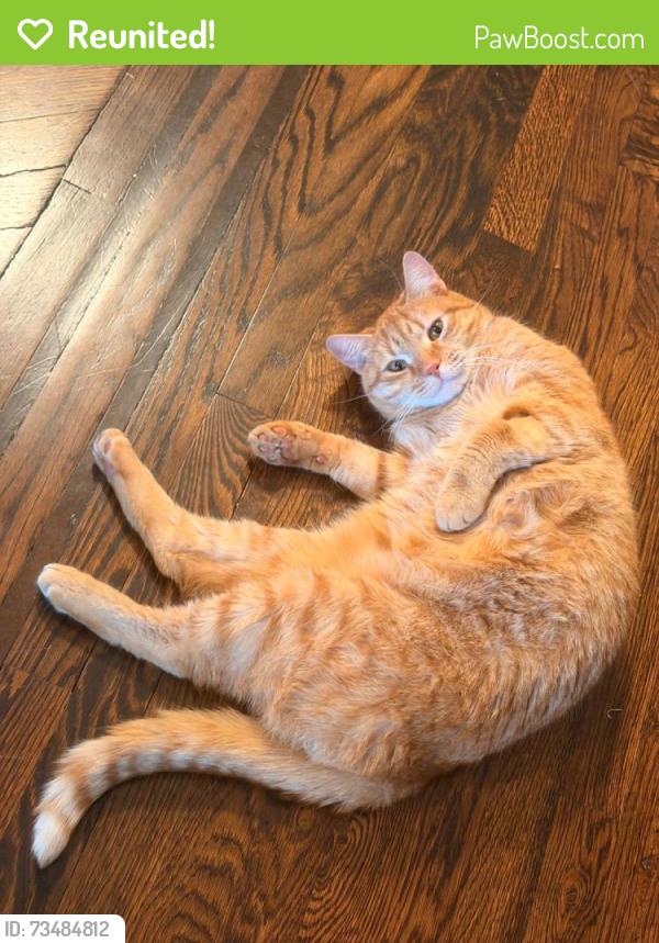 Reunited Male Cat last seen Throop and Putnam, Brooklyn, NY 11221