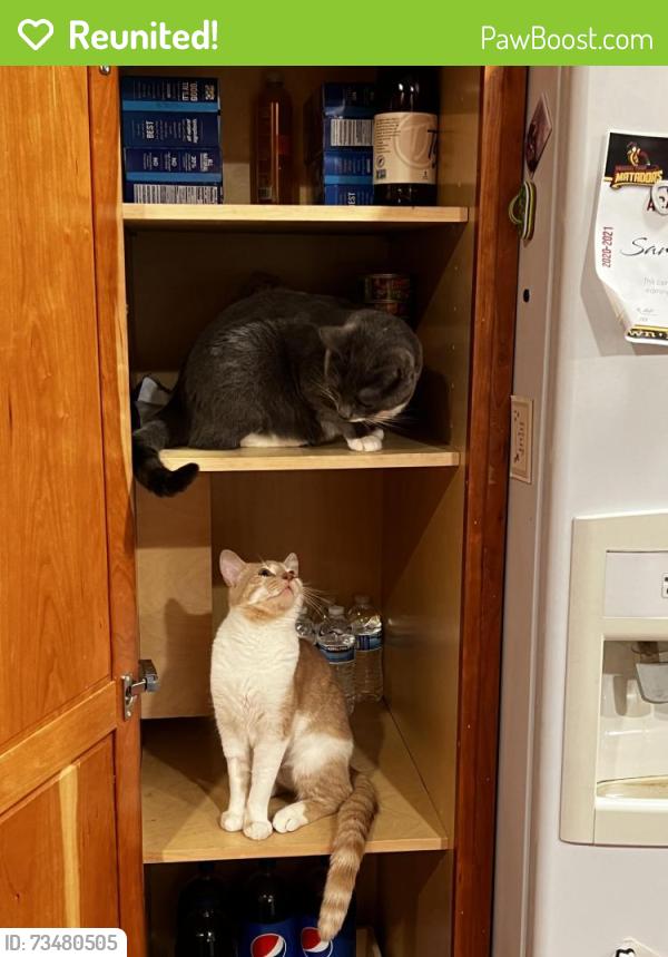 Reunited Female Cat last seen Dimmer Dr, Placentia, CA 92870