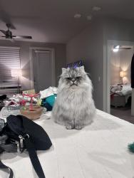 Lost Male Cat last seen Courtenay parkway, Merritt island, Merritt Island, FL 32953