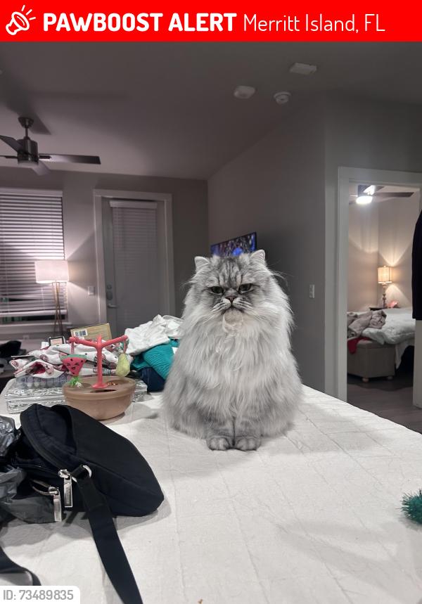 Lost Male Cat last seen Courtenay parkway, Merritt island, Merritt Island, FL 32953