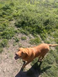 Reunited Female Dog last seen Hampstead heath, Greater London, England NW3 1BN