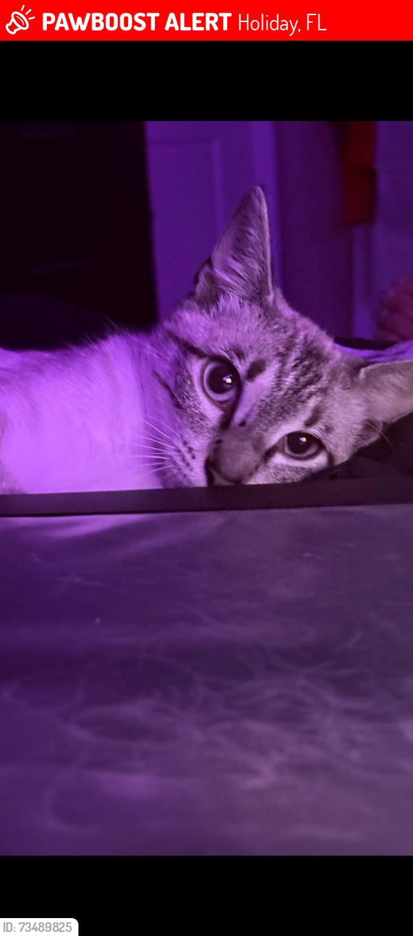 Lost Female Cat last seen Gulf Trace Blvd and Big Pine Drive, Holiday, FL 34691