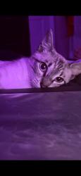 Lost Female Cat last seen Gulf Trace Blvd and Big Pine Drive, Holiday, FL 34691