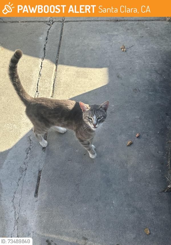 Found/Stray Male Cat last seen Cabrillo and Monterey Court, Santa Clara, CA 95051