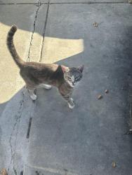 Found/Stray Male Cat last seen Cabrillo and Monterey Court, Santa Clara, CA 95051