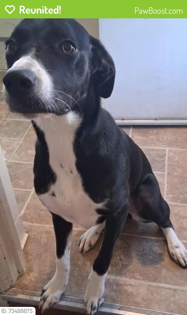 Reunited Female Dog last seen Sherman and powering, near Sherman elementary school, Nampa, ID 83686