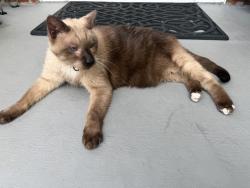 Reunited Unknown Cat last seen Held at hse, Centreville, VA 20120