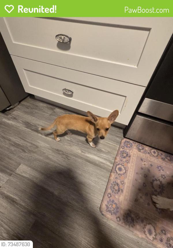 Reunited Male Dog last seen Route 46, Mims, FL 32754