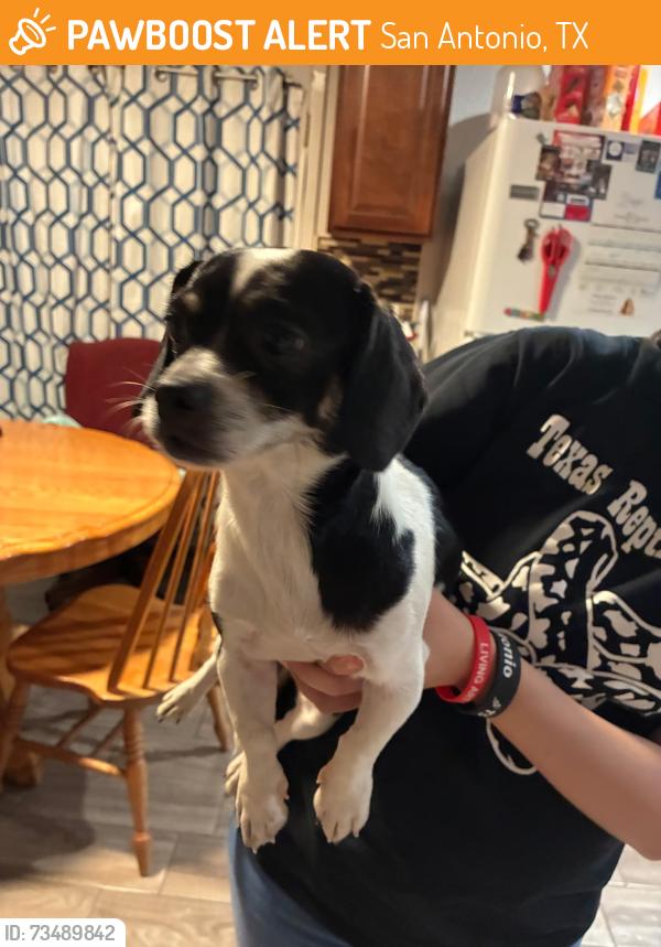 Found/Stray Female Dog last seen Marbach and NW Military Drive, San Antonio, TX 78245