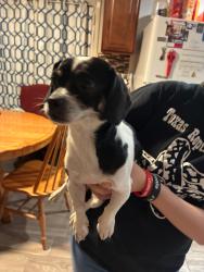 Found/Stray Female Dog last seen Marbach and NW Military Drive, San Antonio, TX 78245