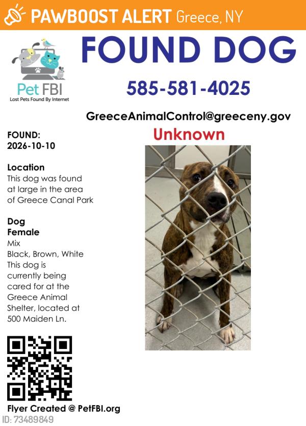 Found/Stray Female Dog last seen Greece Canal Park, Greece, NY 14626