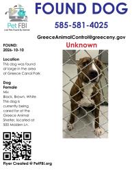 Found/Stray Female Dog last seen Greece Canal Park, Greece, NY 14626