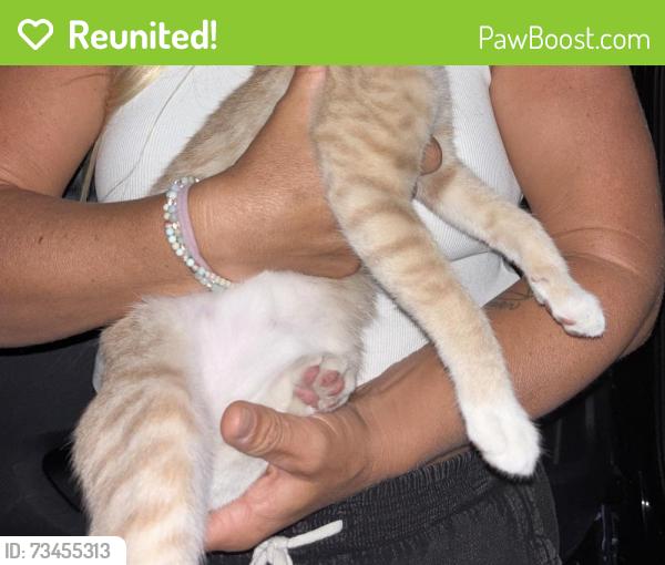 Reunited Unknown Cat last seen Linda vista, San Marcos, CA 92069